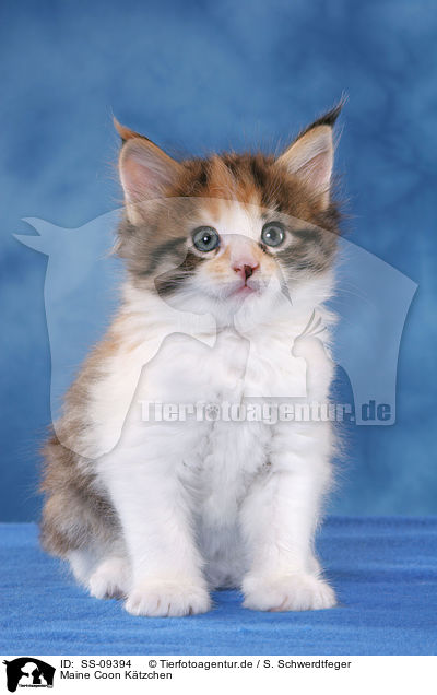 Maine Coon Ktzchen / Maine Coon Kitten / SS-09394