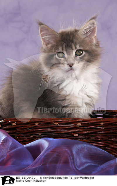 Maine Coon Ktzchen / Maine Coon Kitten / SS-09409