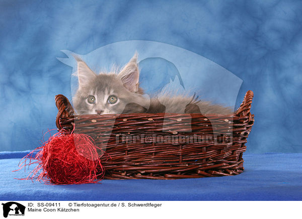 Maine Coon Ktzchen / Maine Coon Kitten / SS-09411