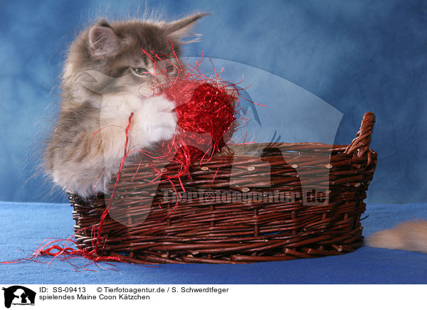 spielendes Maine Coon Ktzchen / playing Maine Coon Kitten / SS-09413