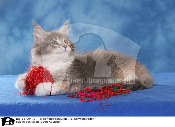 spielendes Maine Coon Ktzchen / playing Maine Coon Kitten / SS-09419