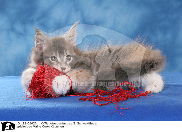 spielendes Maine Coon Ktzchen / playing Maine Coon Kitten / SS-09420