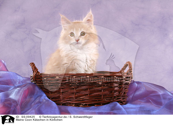 Maine Coon Ktzchen in Krbchen / Maine Coon Kitten in basket / SS-09425