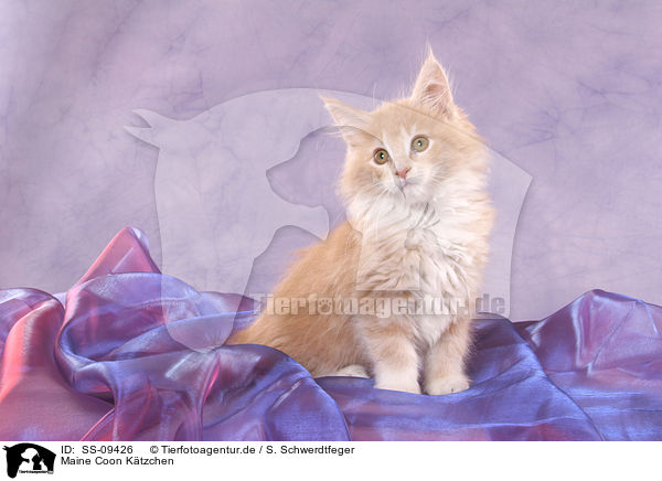 Maine Coon Ktzchen / Maine Coon Kitten / SS-09426