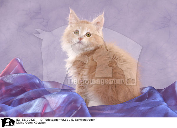 Maine Coon Ktzchen / Maine Coon Kitten / SS-09427