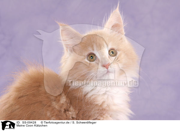 Maine Coon Ktzchen / Maine Coon Kitten / SS-09428