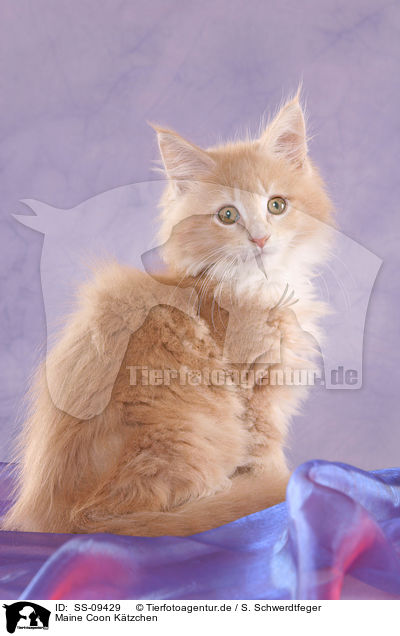 Maine Coon Ktzchen / Maine Coon Kitten / SS-09429