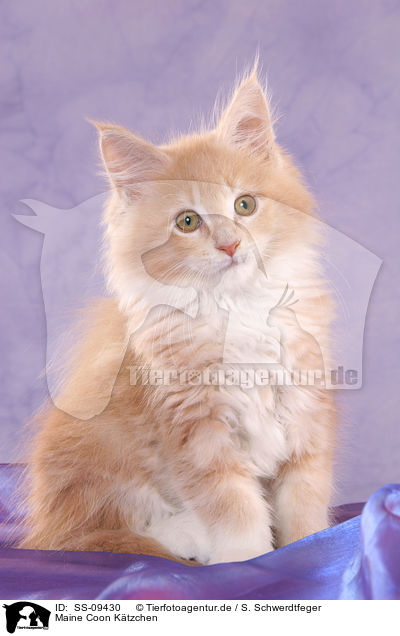 Maine Coon Ktzchen / Maine Coon Kitten / SS-09430