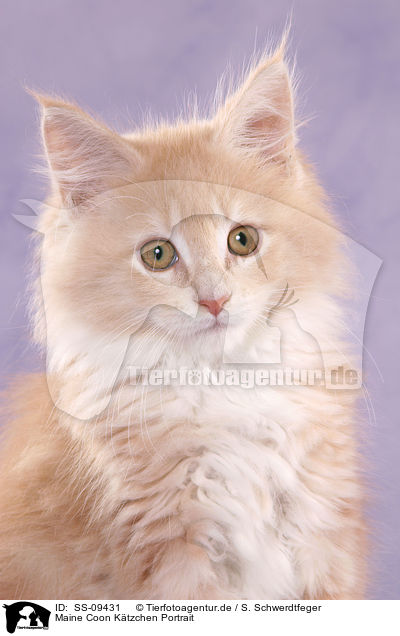 Maine Coon Ktzchen Portrait / Maine Coon Kitten portrait / SS-09431