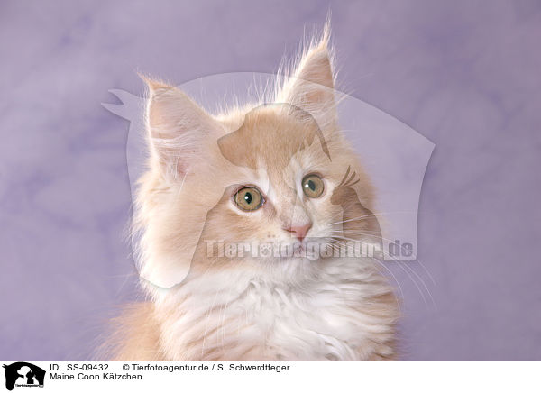 Maine Coon Ktzchen / Maine Coon Kitten / SS-09432