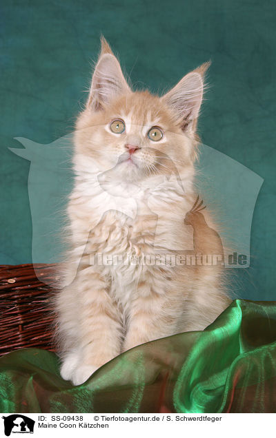 Maine Coon Ktzchen / Maine Coon Kitten / SS-09438