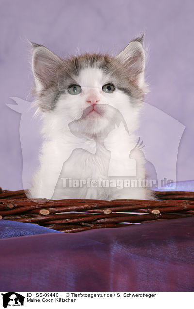 Maine Coon Ktzchen / Maine Coon Kitten / SS-09440