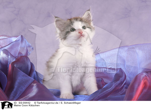 Maine Coon Ktzchen / Maine Coon Kitten / SS-09442