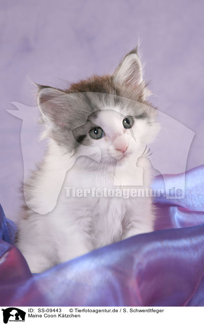 Maine Coon Ktzchen / Maine Coon Kitten / SS-09443