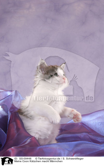 Maine Coon Ktzchen macht Mnnchen / begging  Maine Coon Kitten / SS-09448