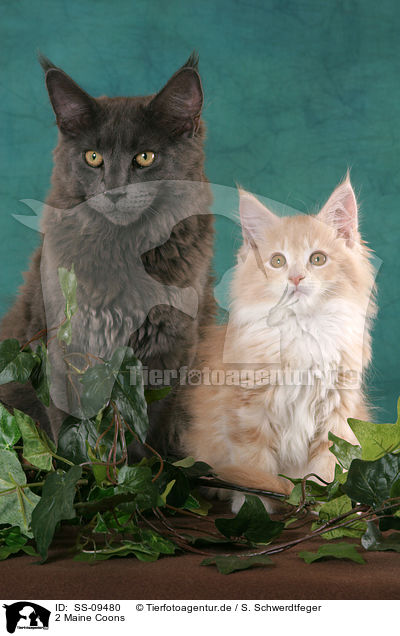 2 Maine Coons / SS-09480