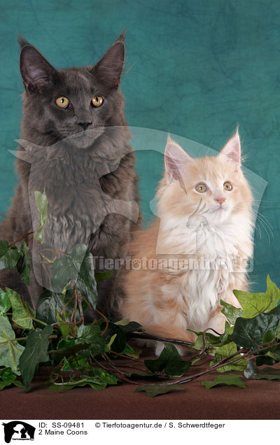 2 Maine Coons / 2 Maine Coons / SS-09481