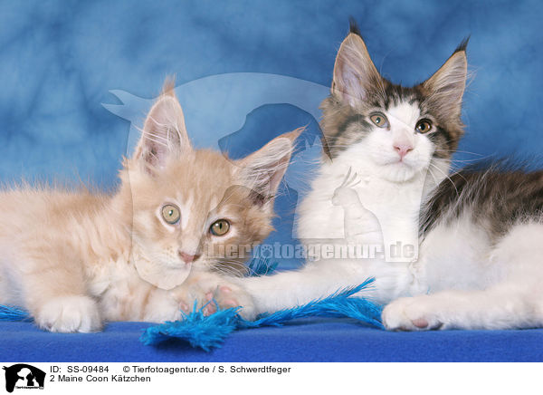 2 Maine Coon Ktzchen / 2 Maine Coon Kitten / SS-09484