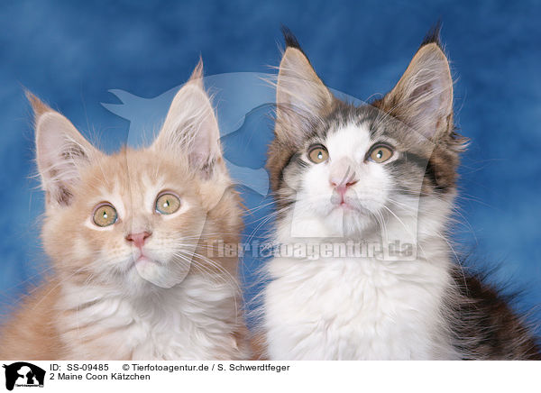 2 Maine Coon Ktzchen / 2 Maine Coon Kitten / SS-09485