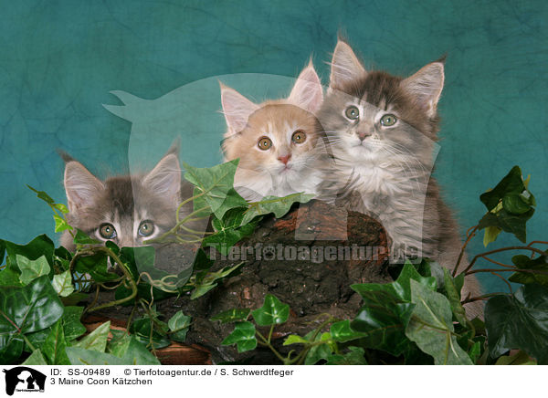 3 Maine Coon Ktzchen / 3 Maine Coon Kitten / SS-09489