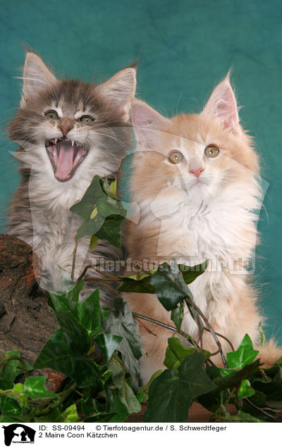 2 Maine Coon Ktzchen / 2 Maine Coon Kitten / SS-09494