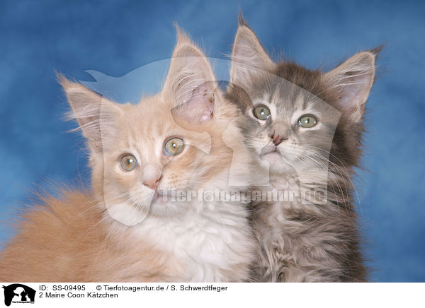 2 Maine Coon Ktzchen / 2 Maine Coon Kitten / SS-09495