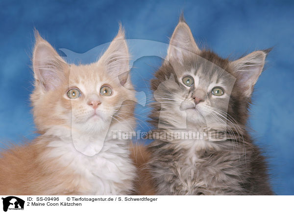 2 Maine Coon Ktzchen / 2 Maine Coon Kitten / SS-09496