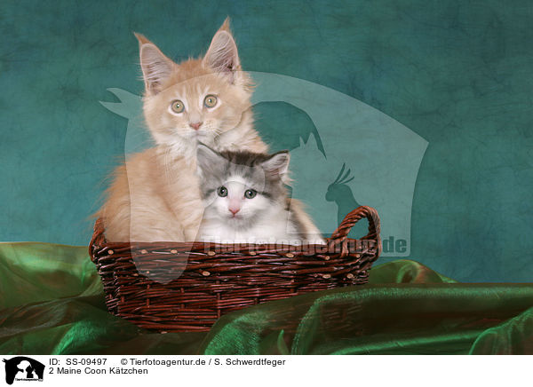 2 Maine Coon Ktzchen / 2 Maine Coon Kitten / SS-09497