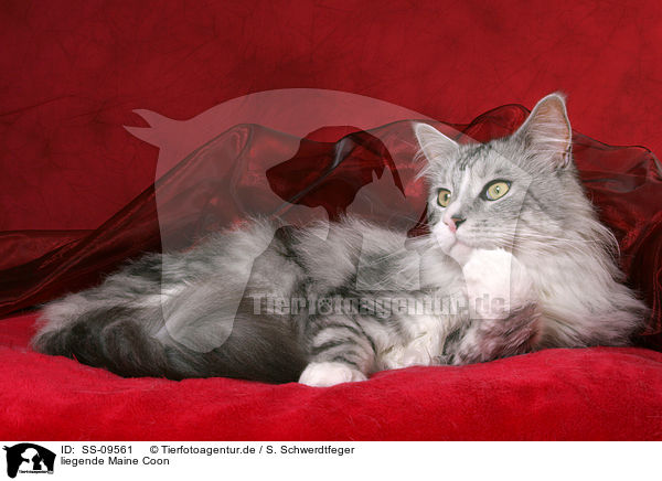 liegende Maine Coon / lying Maine Coon / SS-09561