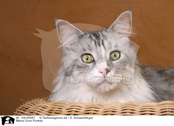 Maine Coon Portrait / Maine Coon Portrait / SS-09587