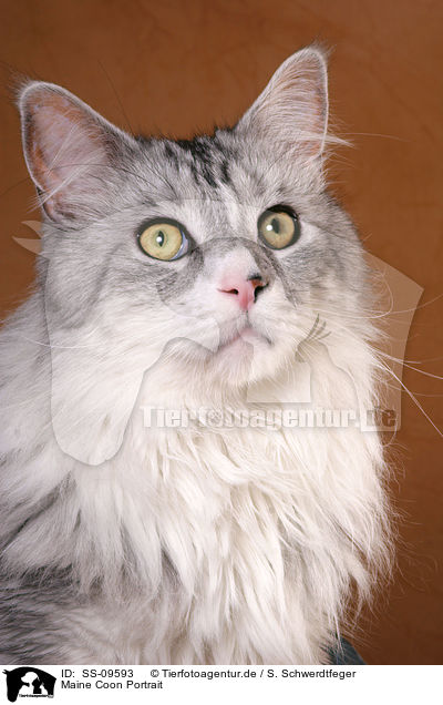 Maine Coon Portrait / Maine Coon Portrait / SS-09593