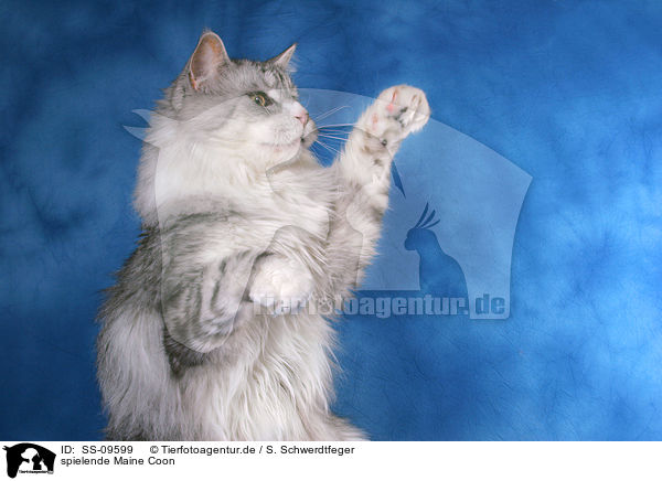spielende Maine Coon / playing Maine Coon / SS-09599