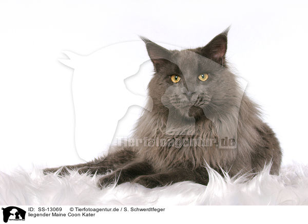 liegender Maine Coon Kater / lying Maine Coon tomcat / SS-13069