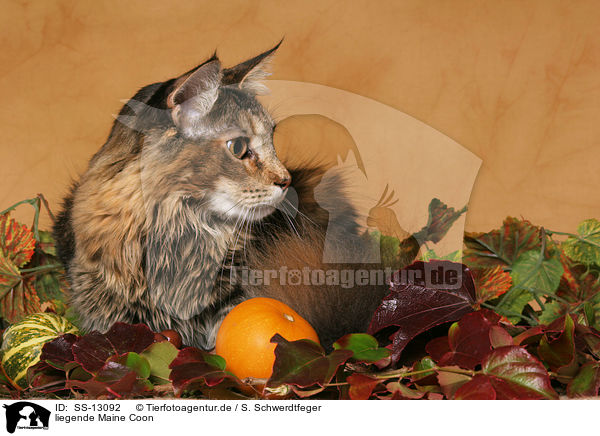 liegende Maine Coon / lying Maine Coon / SS-13092