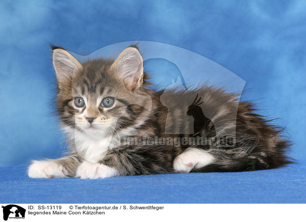 liegendes Maine Coon Ktzchen / lying Maine Coon kitten / SS-13119