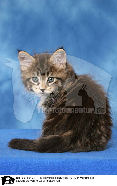 sitzendes Maine Coon Ktzchen / sitting Maine Coon kitten / SS-13121