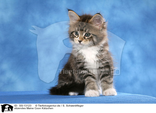 sitzendes Maine Coon Ktzchen / sitting Maine Coon kitten / SS-13123