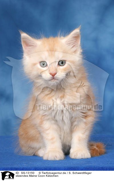 sitzendes Maine Coon Ktzchen / sitting Maine Coon kitten / SS-13150