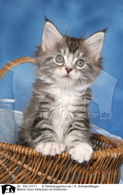 Maine Coon Ktzchen im Krbchen / Maine Coon kitten in basket / SS-13171