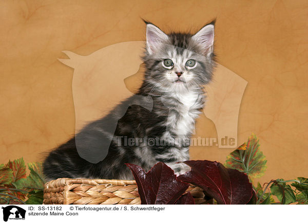 sitzende Maine Coon / sitting Maine Coon / SS-13182