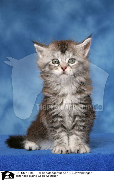 sitzendes Maine Coon Ktzchen / SS-13183