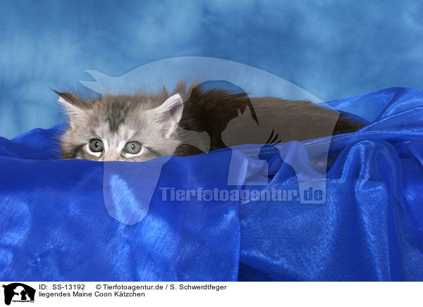 liegendes Maine Coon Ktzchen / lying Maine Coon kitten / SS-13192