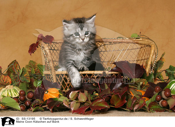 Maine Coon Ktzchen auf Bank / Maine Coon Kitten on bench / SS-13195