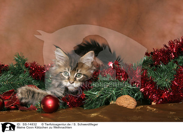 Maine Coon Ktzchen zu Weihnachten / Maine Coon kitten at christmas / SS-14832
