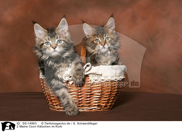 2 Maine Coon Ktzchen im Korb / 2 Maine Coon kitten in basket / SS-14863
