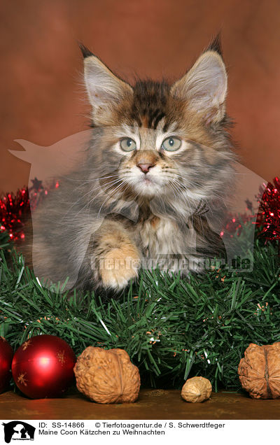 Maine Coon Ktzchen zu Weihnachten / Maine Coon kitten at christmas / SS-14866