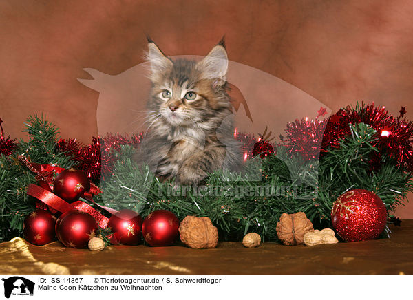 Maine Coon Ktzchen zu Weihnachten / Maine Coon kitten at christmas / SS-14867