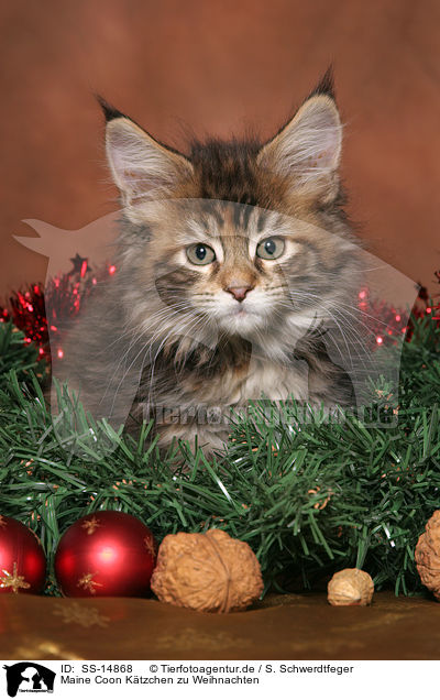 Maine Coon Ktzchen zu Weihnachten / Maine Coon kitten at christmas / SS-14868