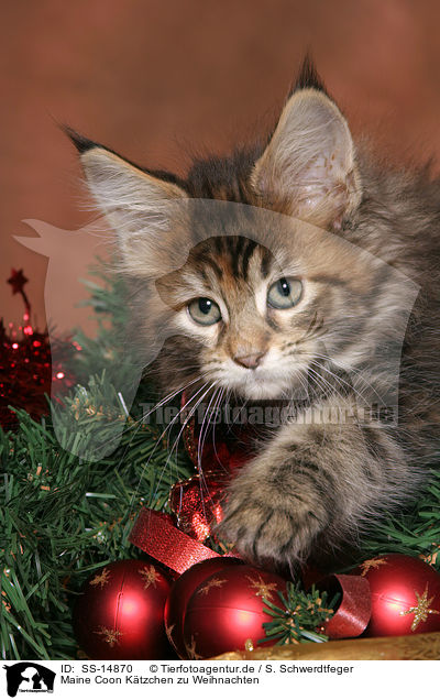 Maine Coon Ktzchen zu Weihnachten / Maine Coon kitten at christmas / SS-14870