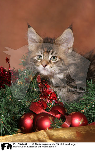 Maine Coon Ktzchen zu Weihnachten / Maine Coon kitten at christmas / SS-14871